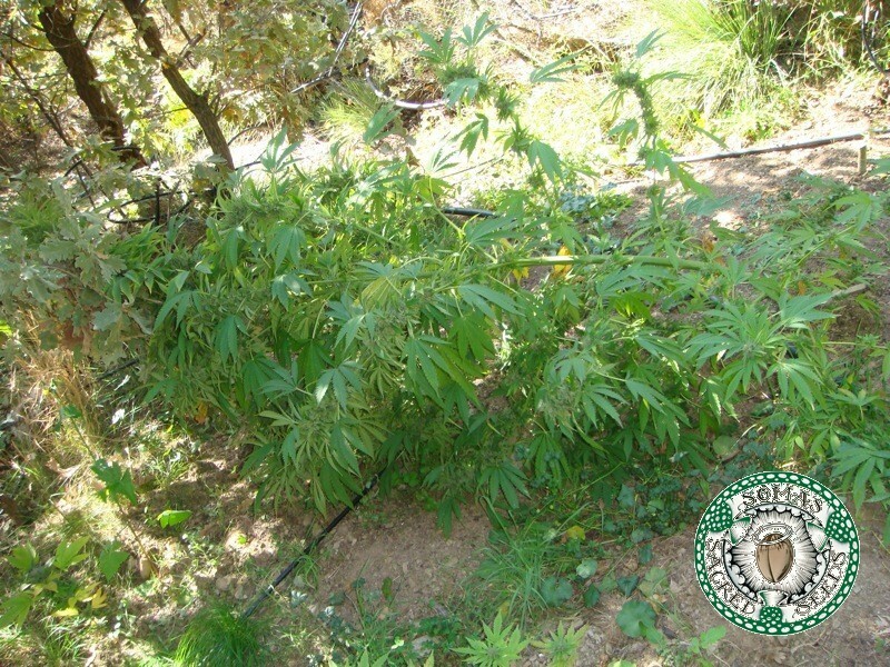 Soma Seeds - Kushadelic (fem.)