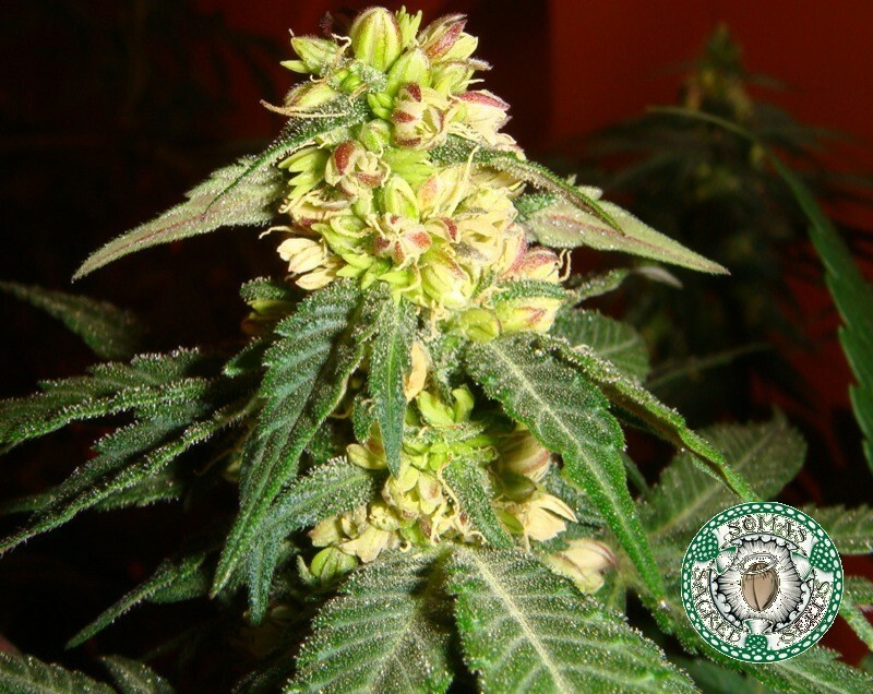 Soma Seeds - Kushadelic (fem.)