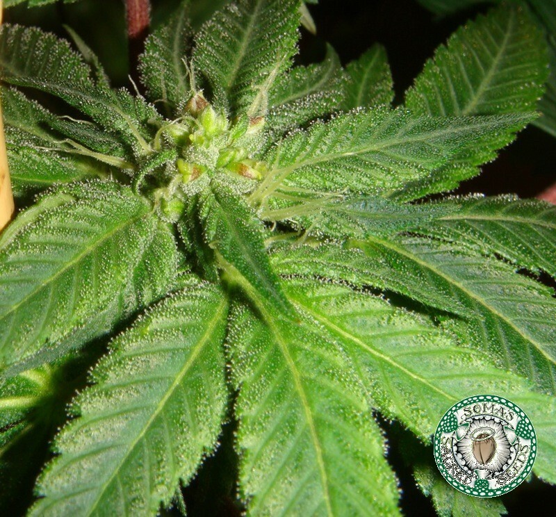 Soma Seeds - Kushadelic (fem.)