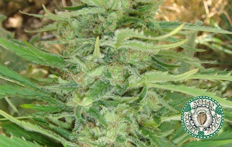 Soma Seeds - Kushadelic (fem.)