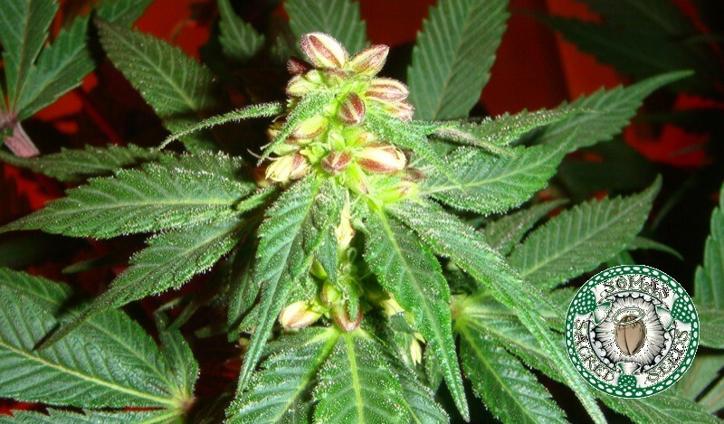 Soma Seeds - Kushadelic (fem.)