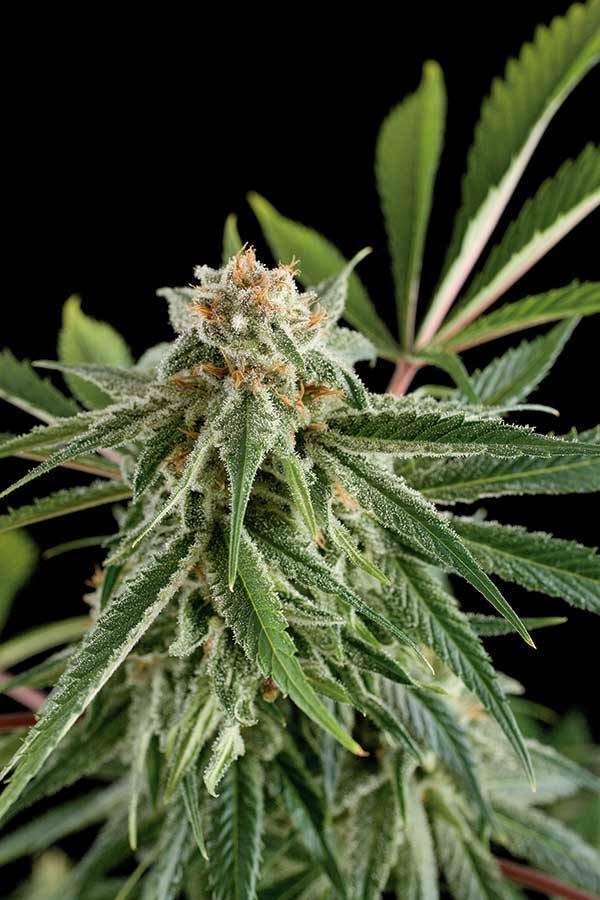 Dinafem - Royale Haze (fem.)