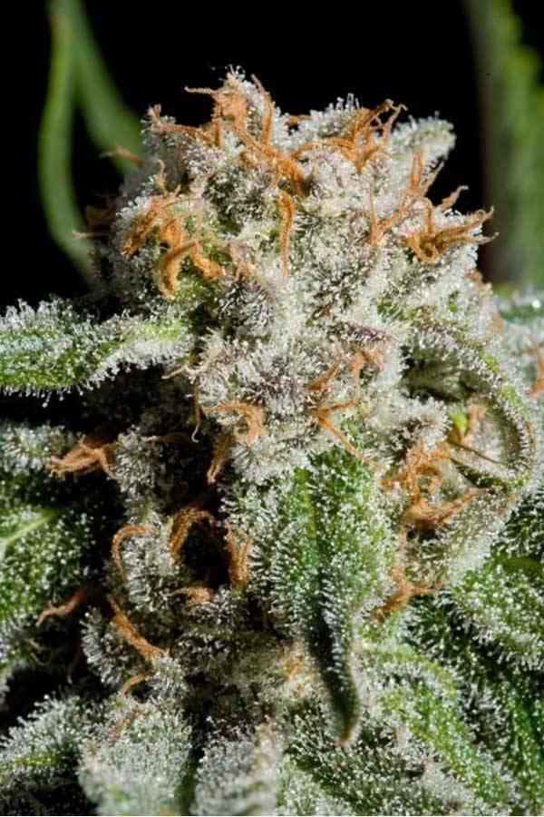 Dinafem - Royale Haze (fem.)