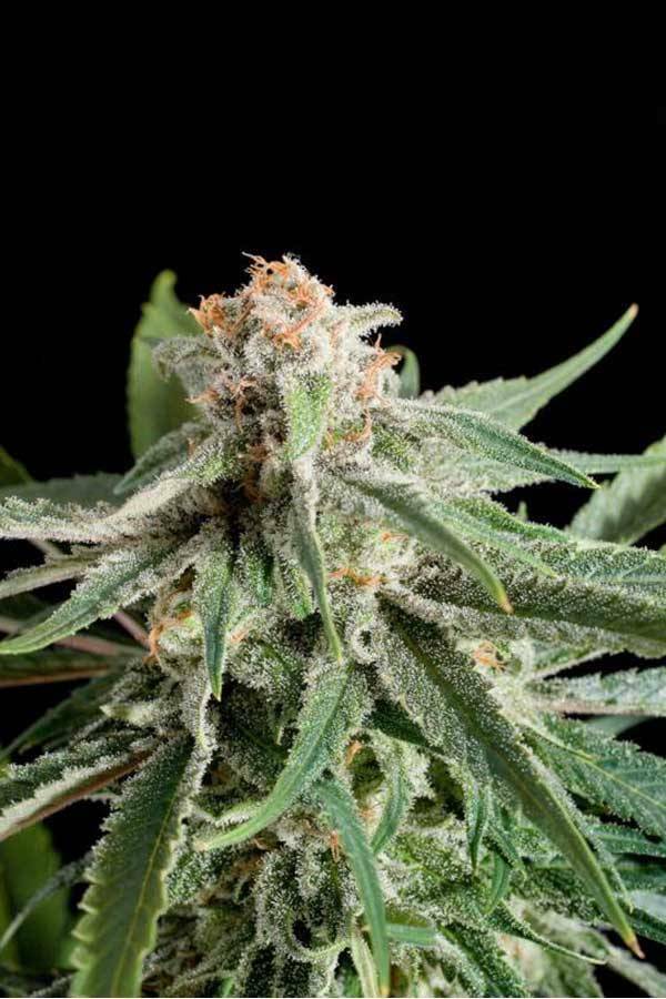Dinafem - Royale Haze (fem.)