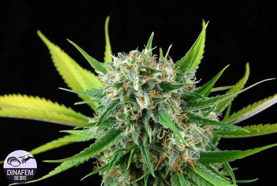 Dinafem - Royale Haze (fem.)