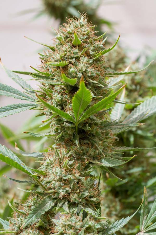 Dinafem - Strawberry Amnesia (fem.)