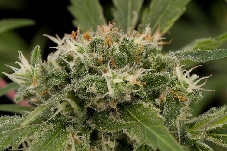 Dinafem - Strawberry Amnesia (fem.)