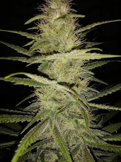Dinafem - Strawberry Amnesia (fem.)