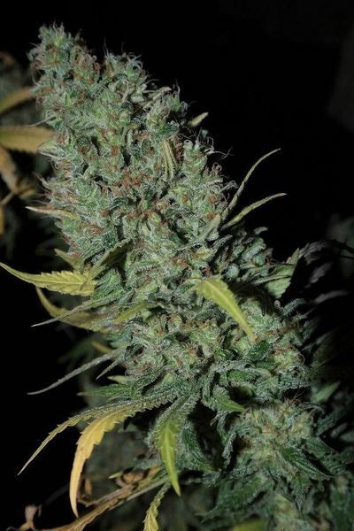 Dinafem - Strawberry Amnesia (fem.)