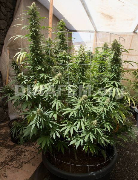 Dinafem - Strawberry Amnesia (fem.)