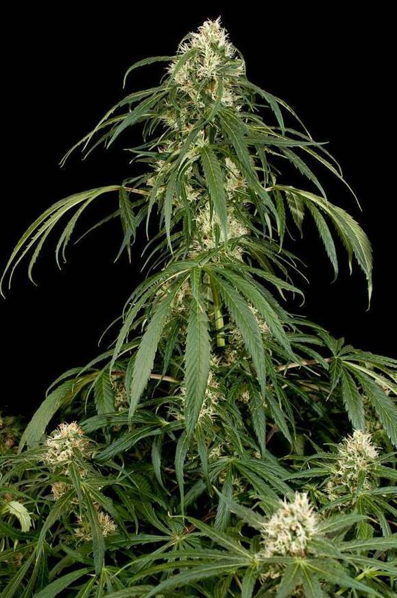 Dinafem - Super Silver (fem.)