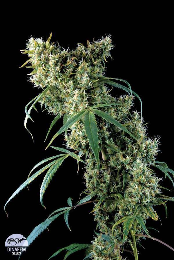 Dinafem - Super Silver (fem.)