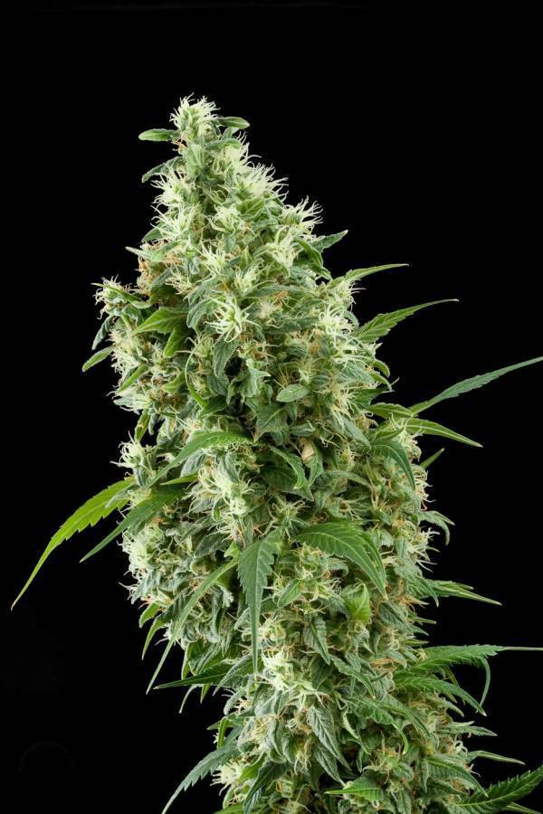 Dinafem - Super Silver (fem.)