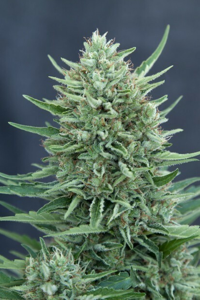 Grass-O-Matic - CBD Med Gom Auto (auto/fem.)