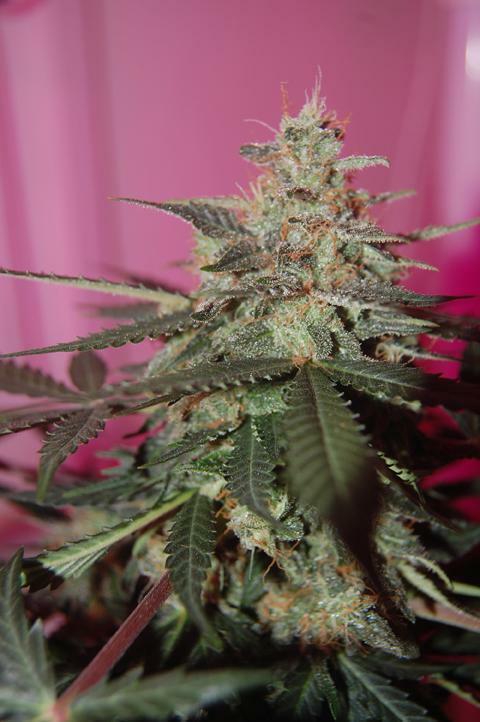 Grass-O-Matic - CBD Med Gom Auto (auto/fem.)