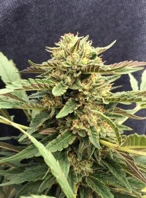 CBD Crew - CBD Therapy (fem.) 04146