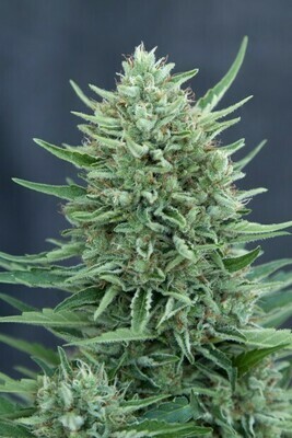 CBD Crew - CBD Med Gom Auto (auto/fem.) 00042