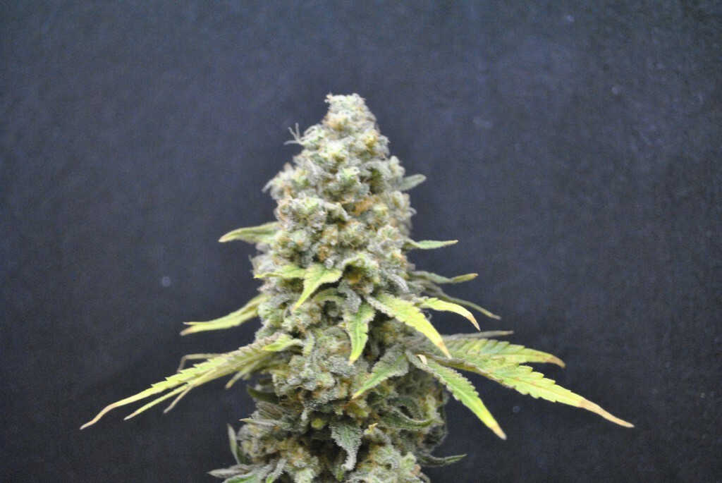 CBD Crew - CBD Critical mass (fem.)