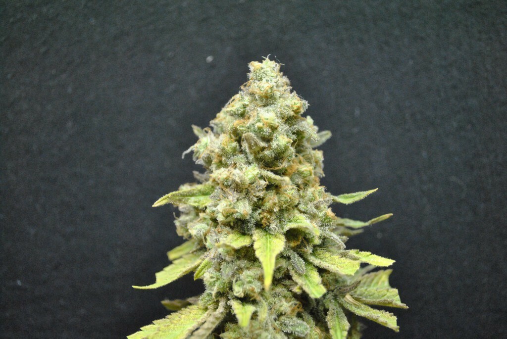 CBD Crew - CBD Critical mass (fem.)