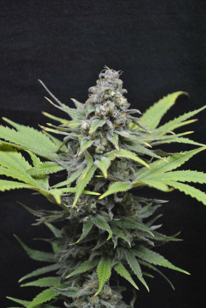 CBD Crew - CBD Critical mass (fem.)