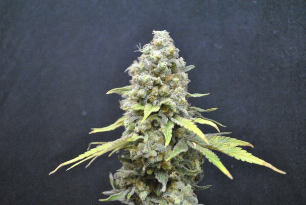 CBD Crew - CBD Critical mass (fem.)
