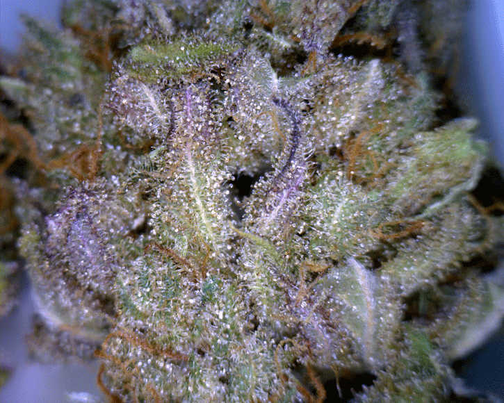 CBD Crew - CBD Critical mass (fem.)