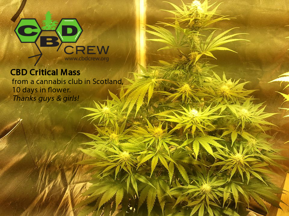 CBD Crew - CBD Critical mass (fem.)