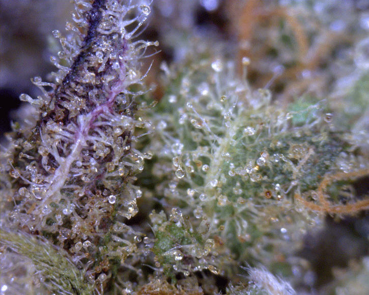 CBD Crew - CBD Critical mass (fem.)