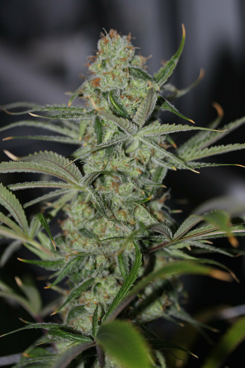 TGA Subcool Seeds - Galactic Jack (reg.)