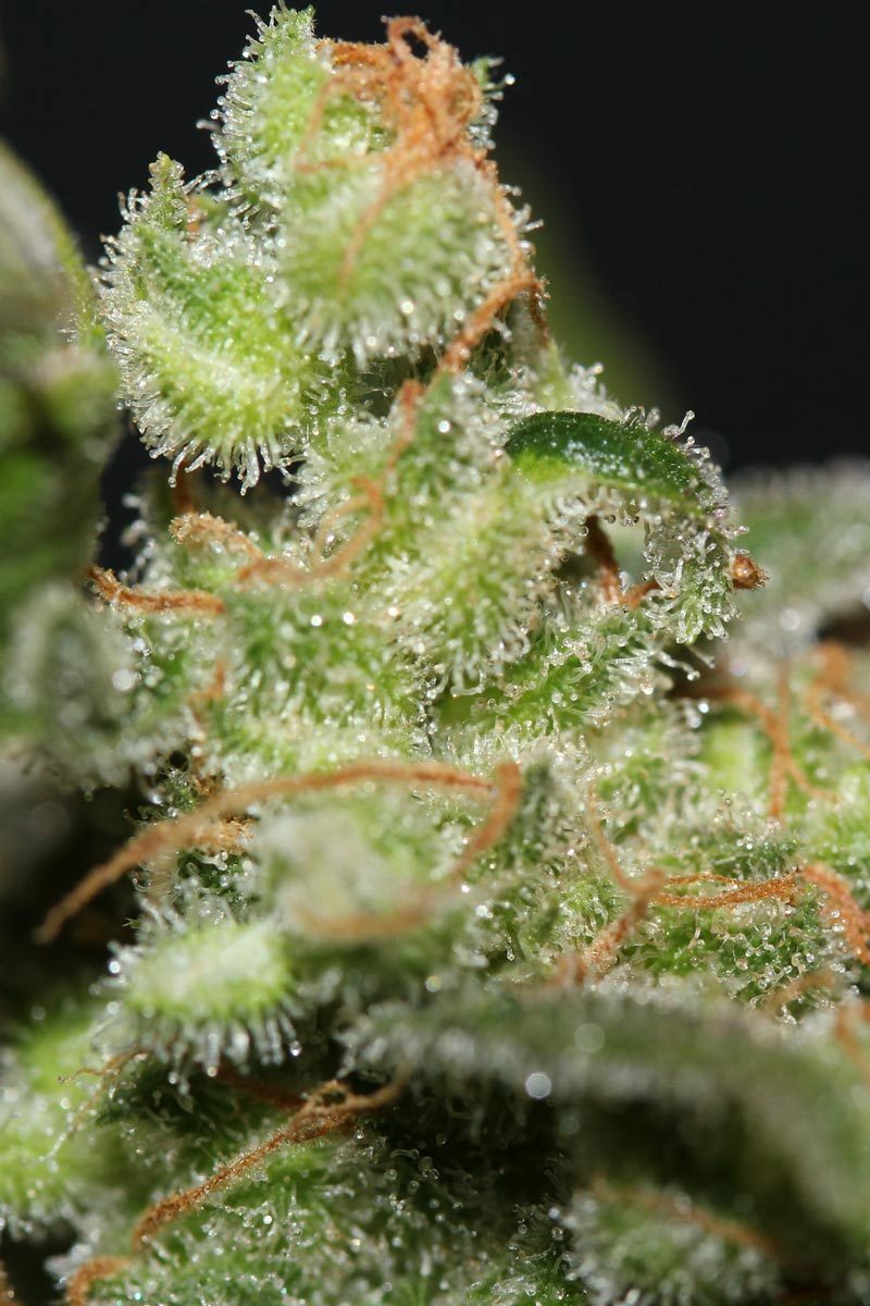 TGA Subcool Seeds - Galactic Jack (reg.)