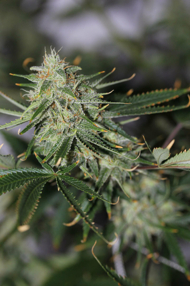 TGA Subcool Seeds - Galactic Jack (reg.)