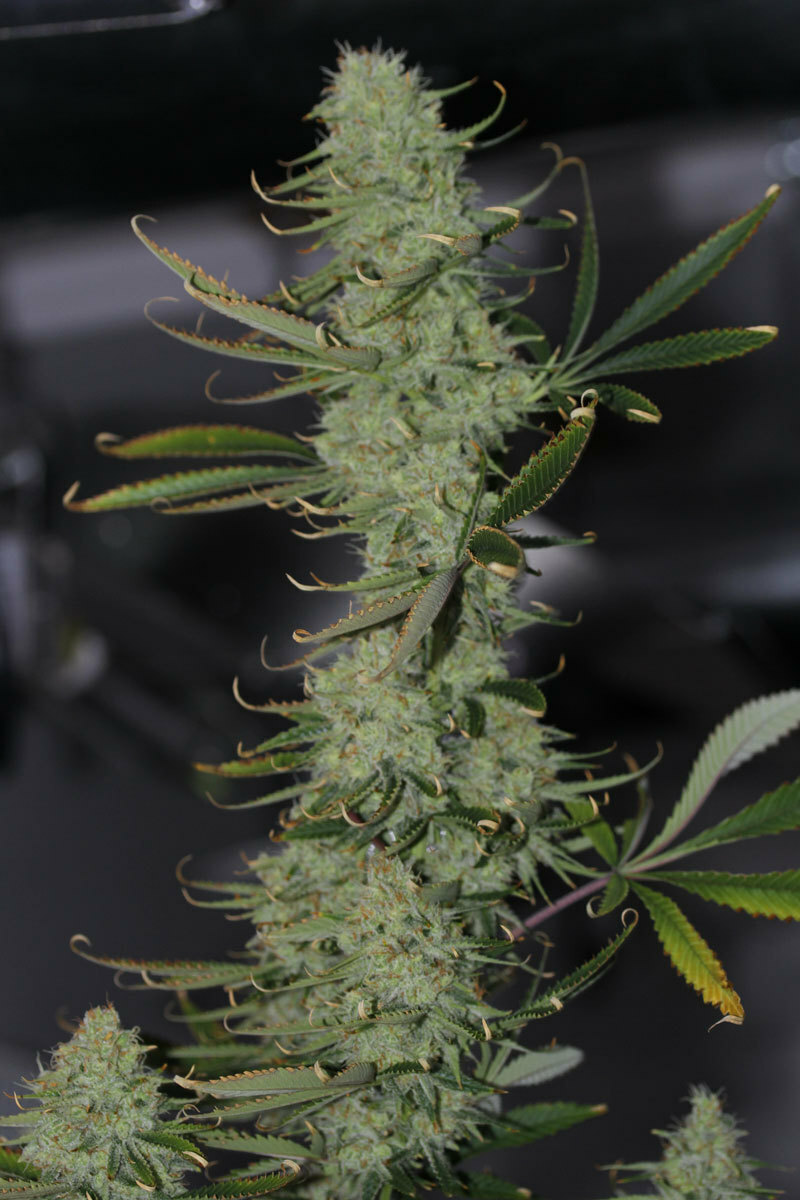 TGA Subcool Seeds - Galactic Jack (reg.)