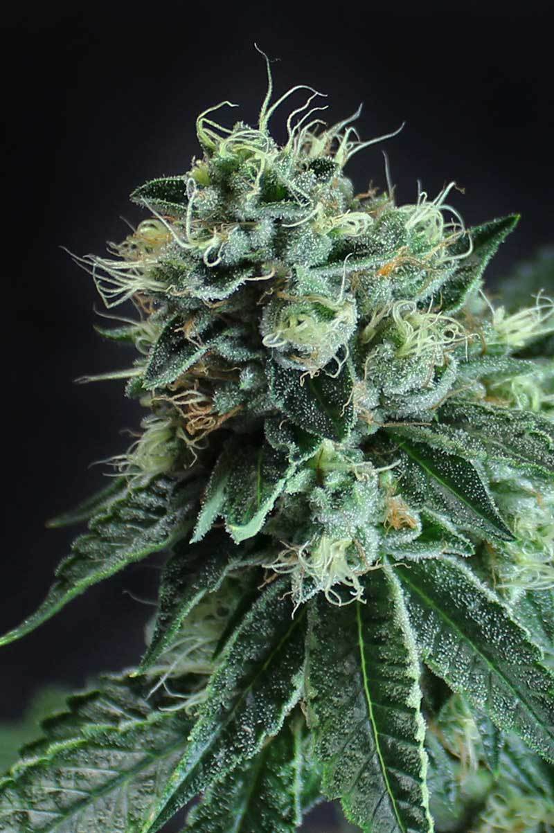 TGA Subcool Seeds - Jesus OG (reg.)