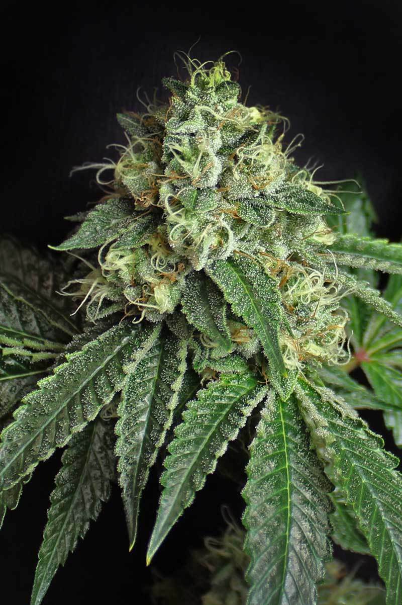 TGA Subcool Seeds - Jesus OG (reg.)