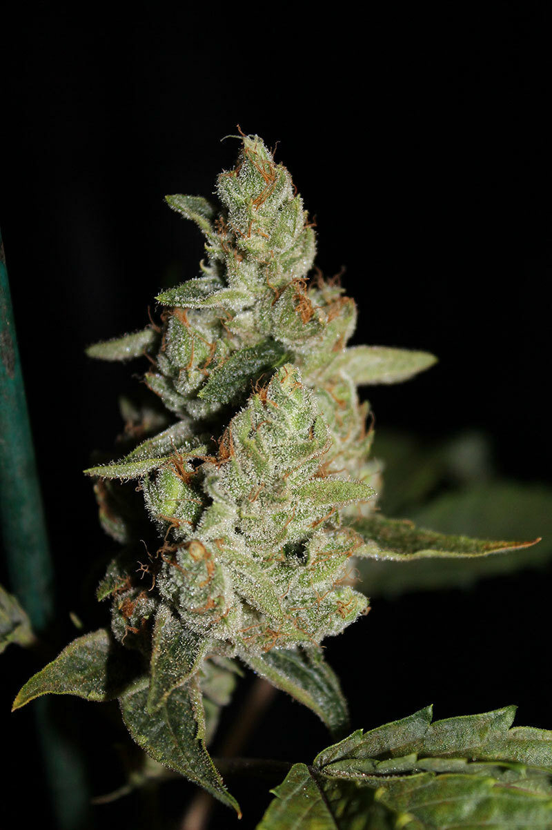 TGA Subcool Seeds - Jesus OG (reg.)