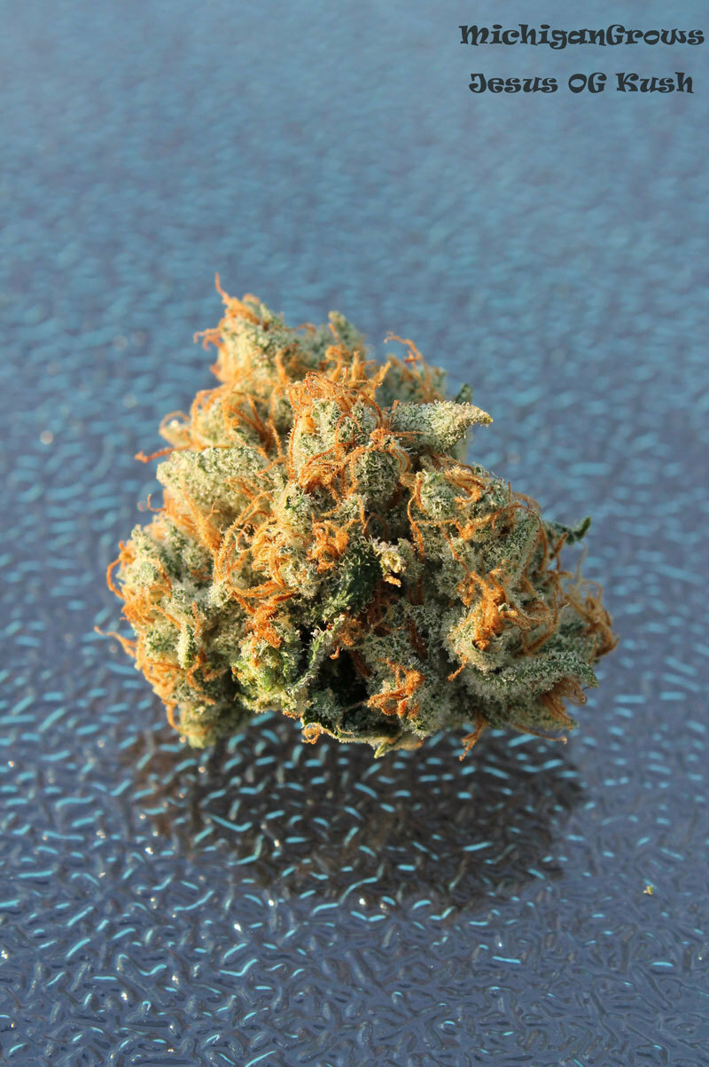 TGA Subcool Seeds - Jesus OG (reg.)