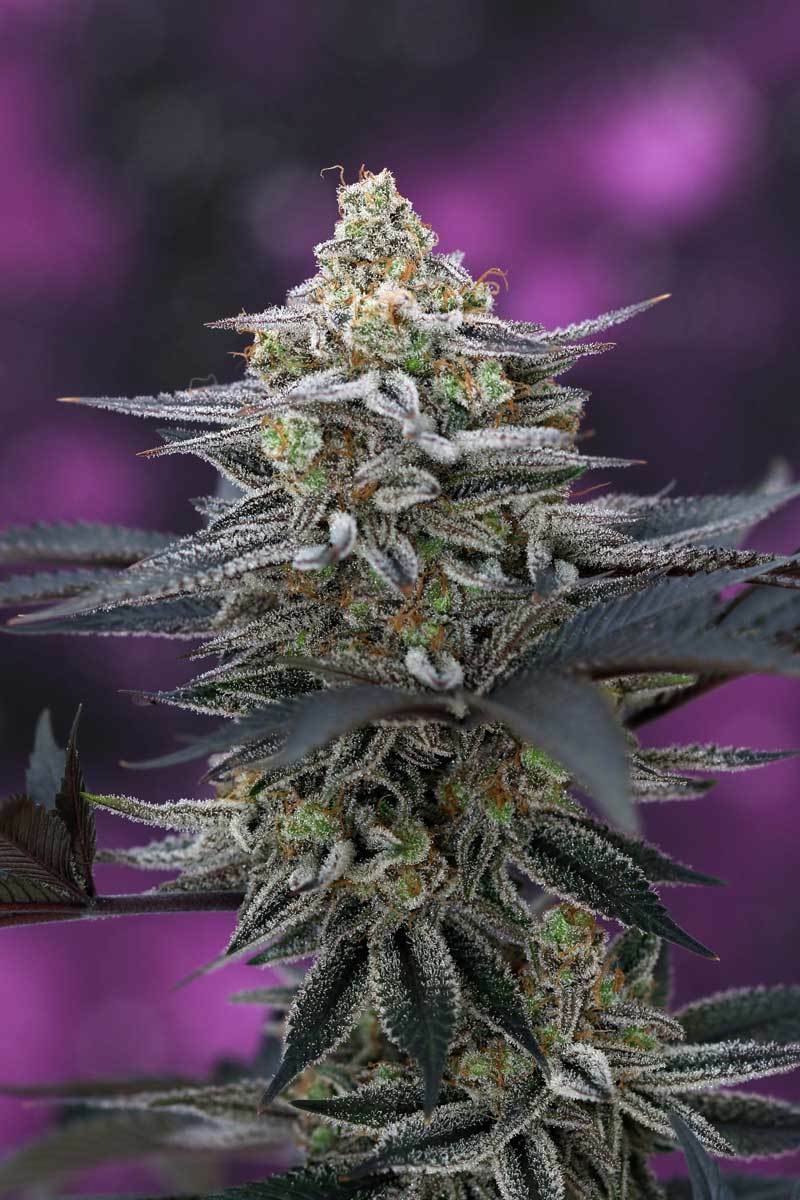 TGA Subcool Seeds - Cherrygasm (reg.)