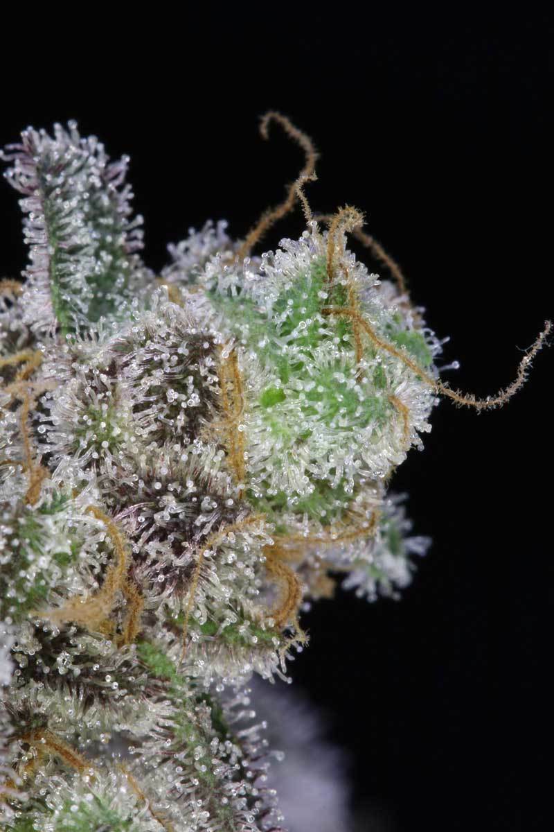 TGA Subcool Seeds - Cherrygasm (reg.)