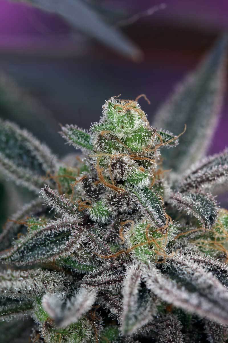TGA Subcool Seeds - Cherrygasm (reg.)