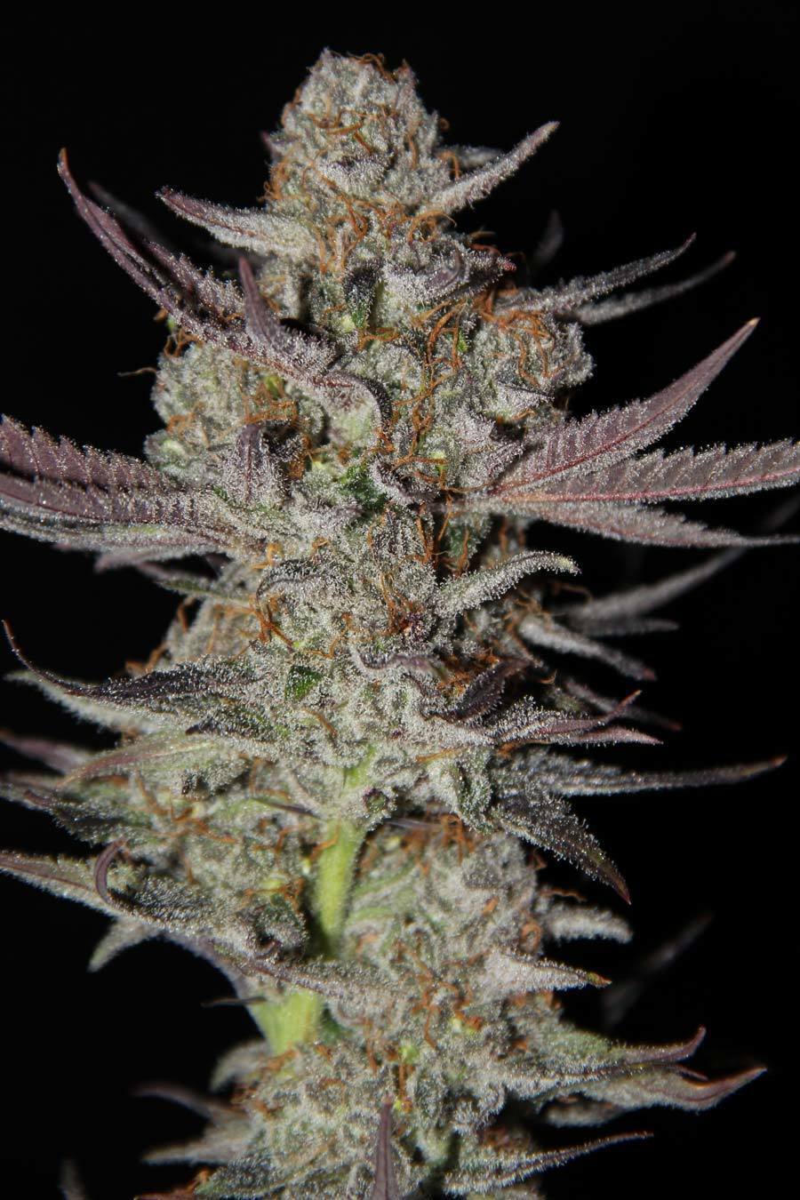 TGA Subcool Seeds - Marionberry Kush (reg.)