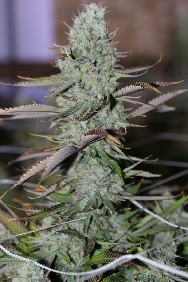 TGA Subcool Seeds - Marionberry Kush (reg.)
