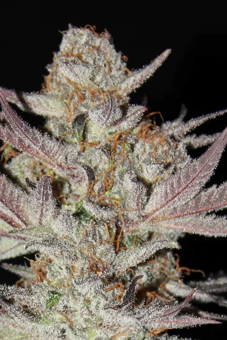 TGA Subcool Seeds - Marionberry Kush (reg.)