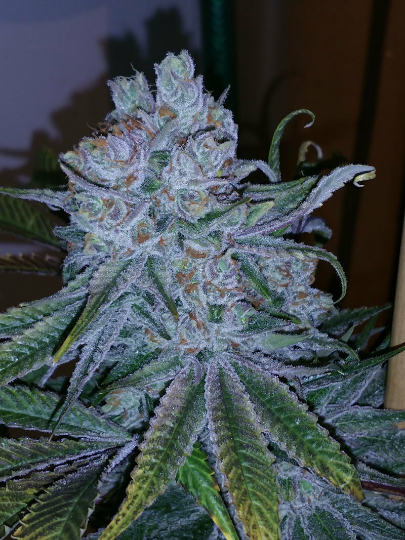 TGA Subcool Seeds - Go Time (reg.)