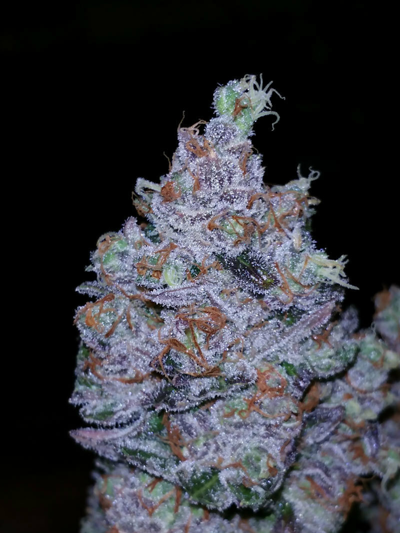 TGA Subcool Seeds - Go Time (reg.)