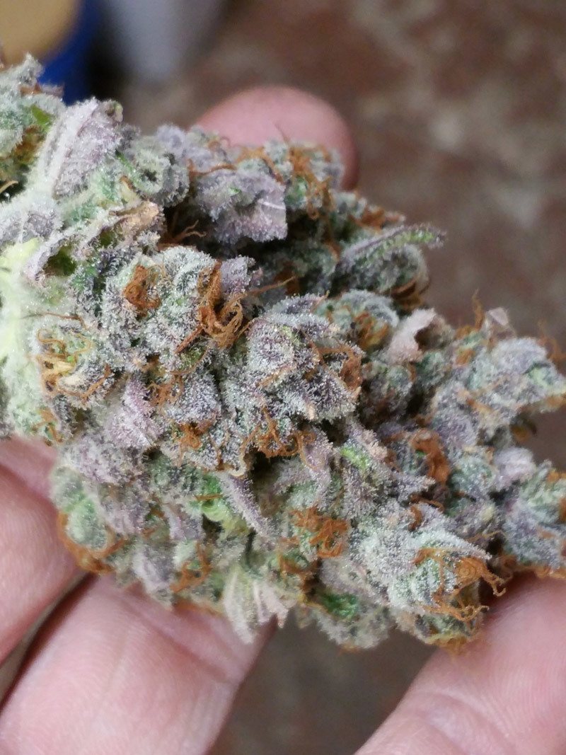 TGA Subcool Seeds - Go Time (reg.)