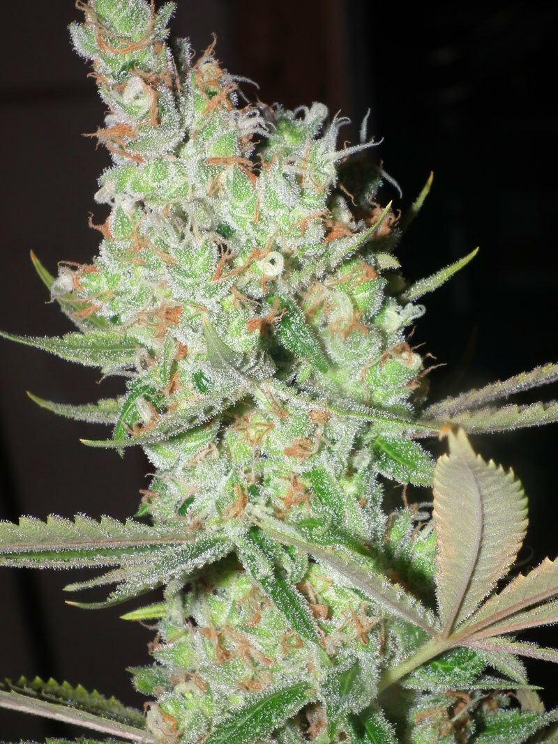 TGA Subcool Seeds - Go Time (reg.)