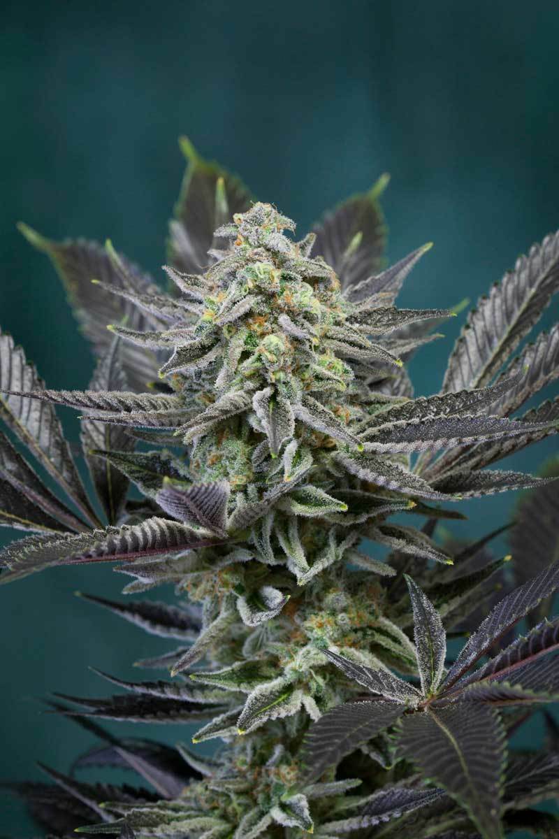 TGA Subcool Seeds - Locomotion (reg.)