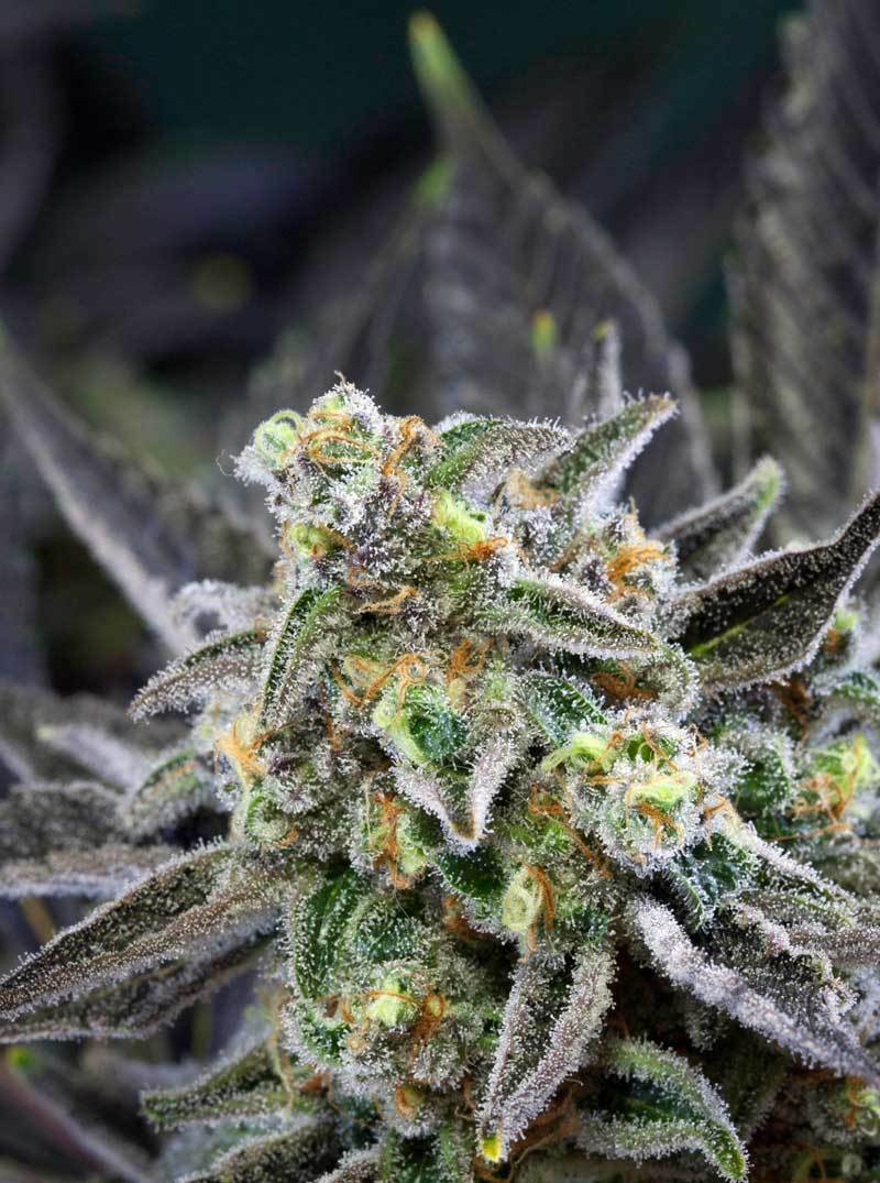 TGA Subcool Seeds - Locomotion (reg.)