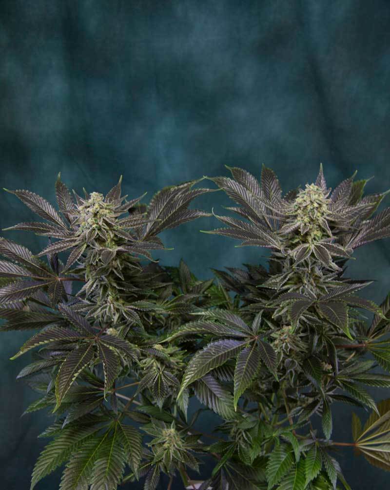 TGA Subcool Seeds - Locomotion (reg.)