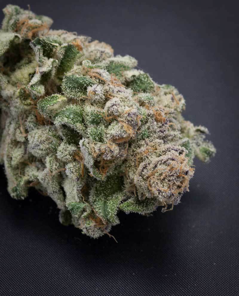 TGA Subcool Seeds - Locomotion (reg.)
